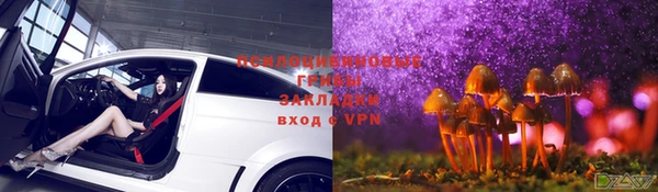 стаф Алзамай